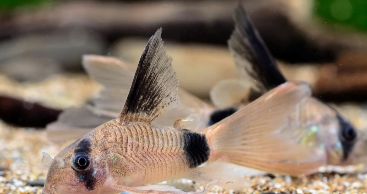 如何延長鼠魚壽命