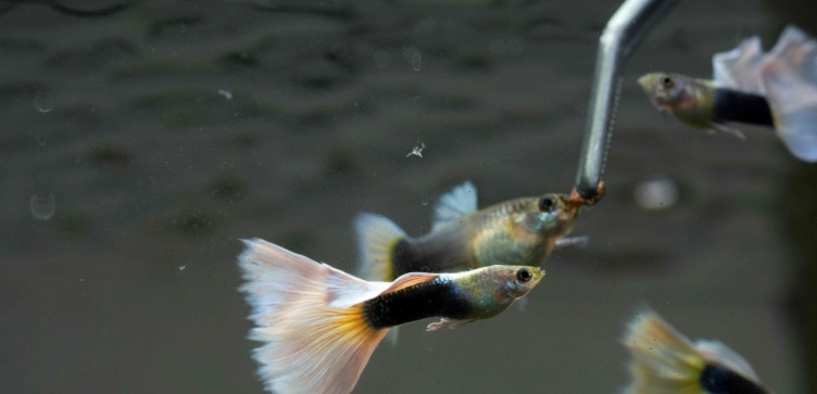 孔雀魚懷孕初期症狀 孔雀魚懷孕初期症狀