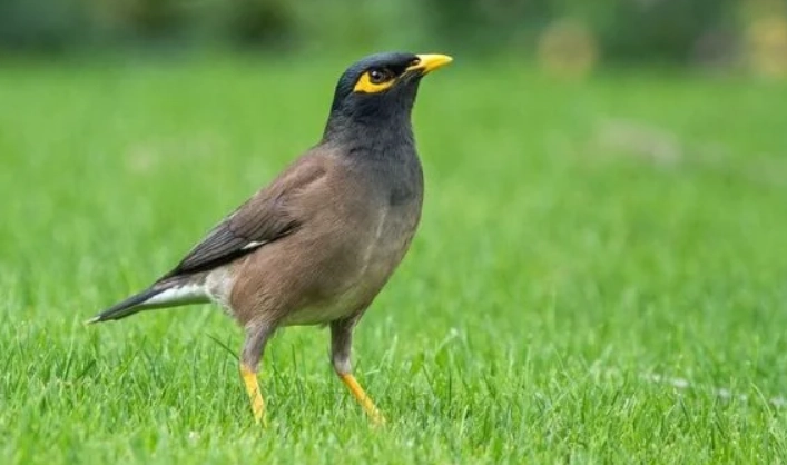 八哥鳥飼養 八哥鳥飼養