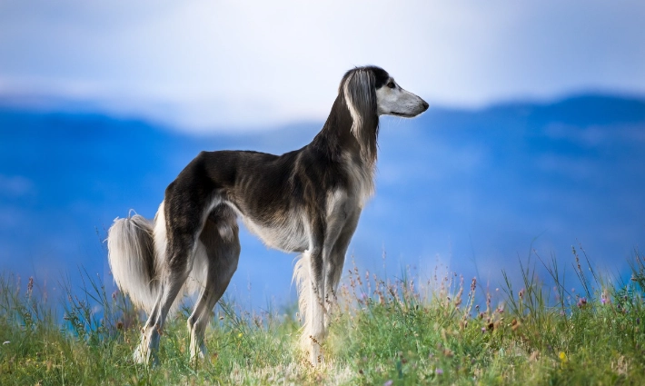 薩路基獵犬 飼養 薩路基獵犬 飼養