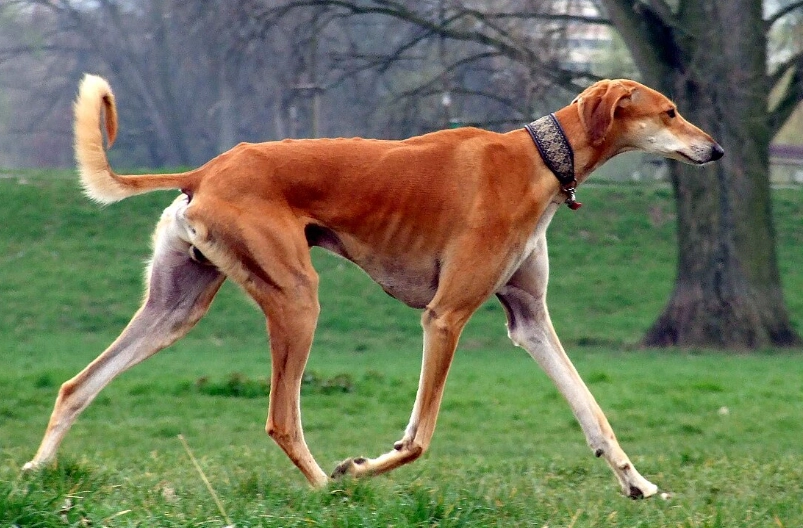 薩路基獵犬 特徵 薩路基獵犬 特徵