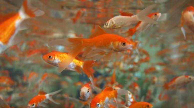 金魚缸密度計算