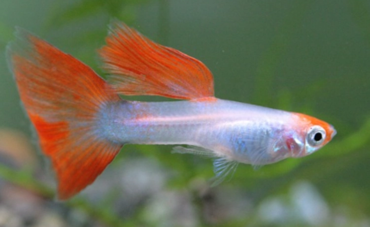 孔雀魚懷孕照顧 孔雀魚懷孕照顧