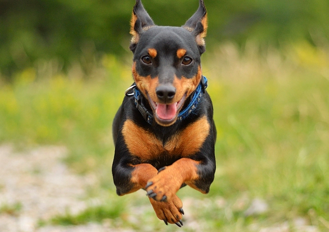 迷你品犬健康照顧 迷你品犬健康照顧