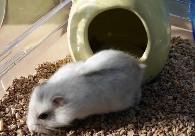 銀狐鼠行為 銀狐鼠行為