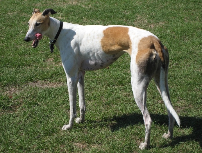 靈提犬性格 靈提犬性格