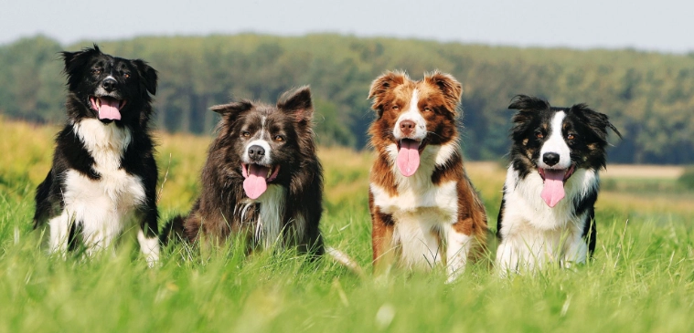 邊境牧羊犬飼養 邊境牧羊犬飼養