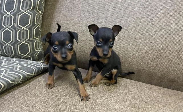 迷你品犬健康照顧 迷你品犬健康照顧