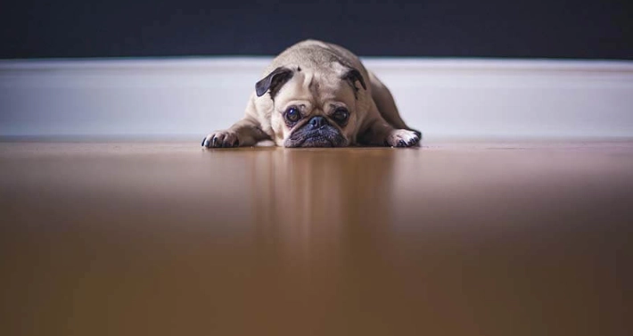 狗狗後腳無力治療