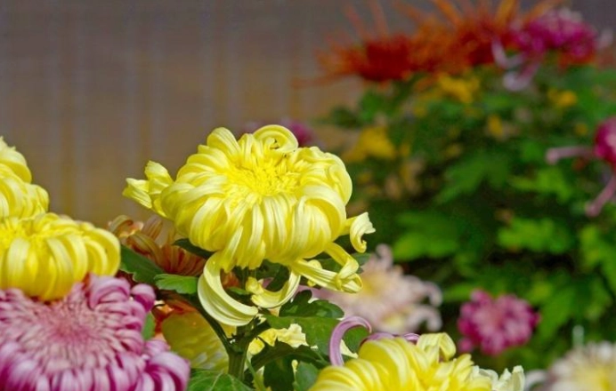 貓咪植物安全 貓咪植物安全