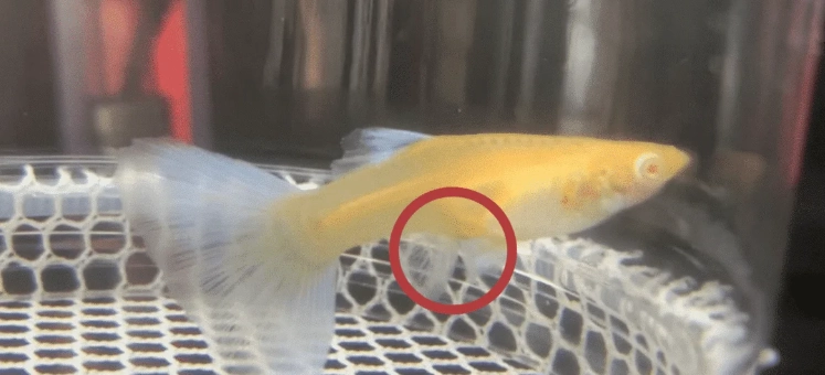 孔雀魚懷孕照顧 孔雀魚懷孕照顧