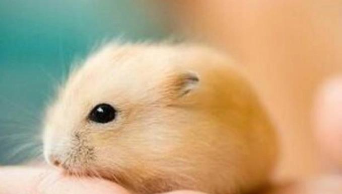 布丁鼠年齡判斷 布丁鼠年齡判斷