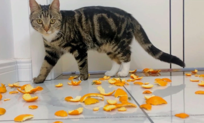 貓咪植物安全 貓咪植物安全