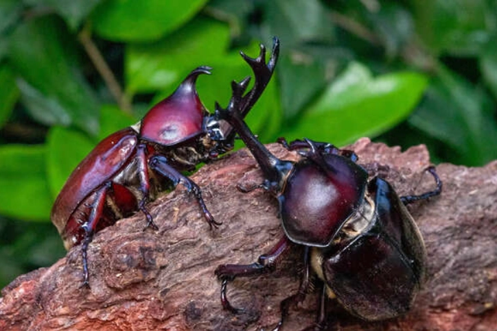 獨角仙飼養方法 獨角仙飼養方法