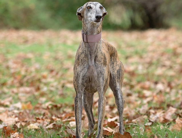 靈提犬健康問題 靈提犬健康問題