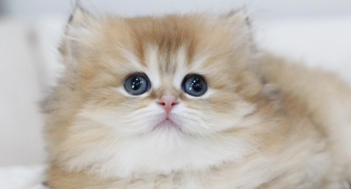 英國長毛貓品種特色