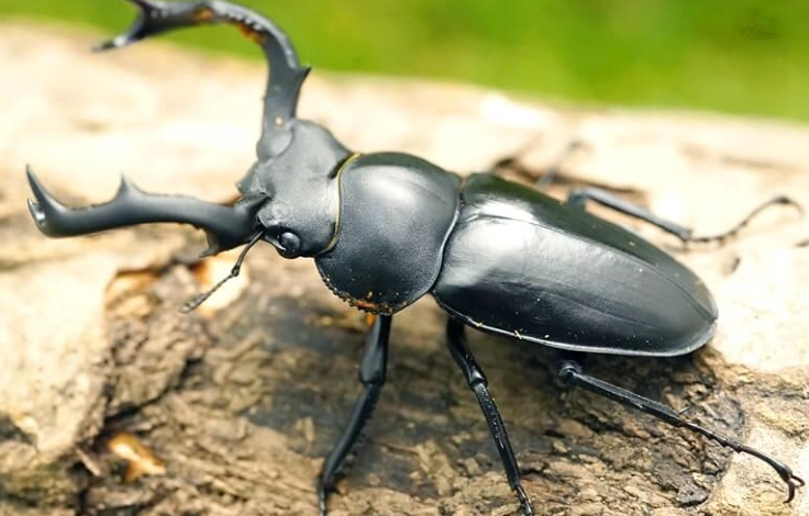 鍬形蟲飼養方法