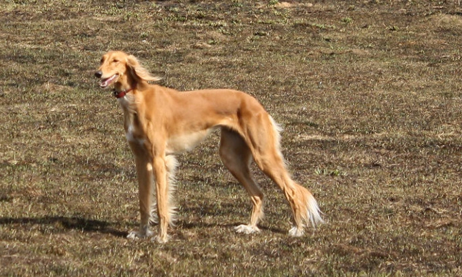 薩路基獵犬 特徵 薩路基獵犬 特徵