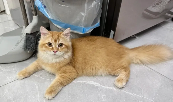 金漸層貓飼養方法