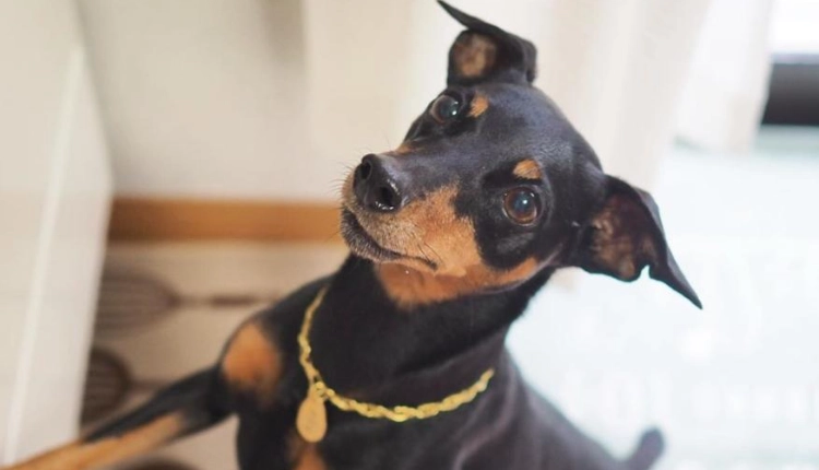 迷你品犬性格 迷你品犬性格