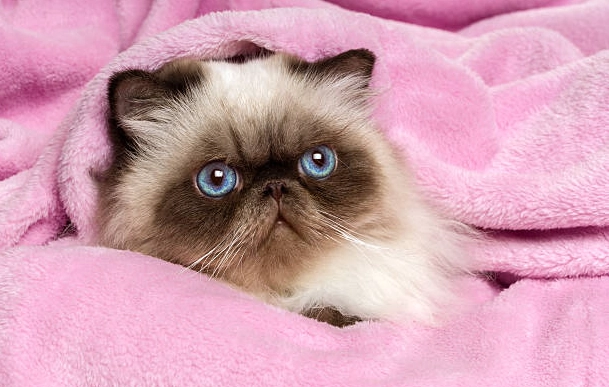 Himalayan cat temperament Himalayan cat temperament