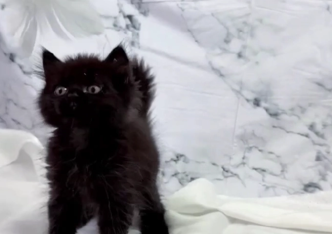 英國長毛貓飼養 英國長毛貓飼養