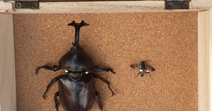 獨角仙標本購買