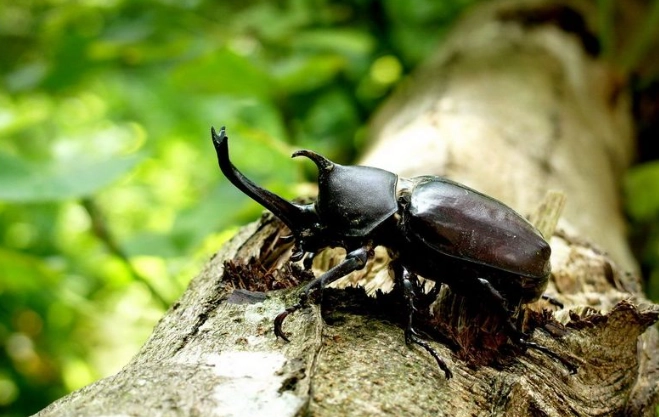 獨角仙生命周期 獨角仙生命周期