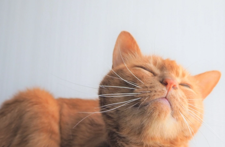 對貓有毒的植物 對貓有毒的植物