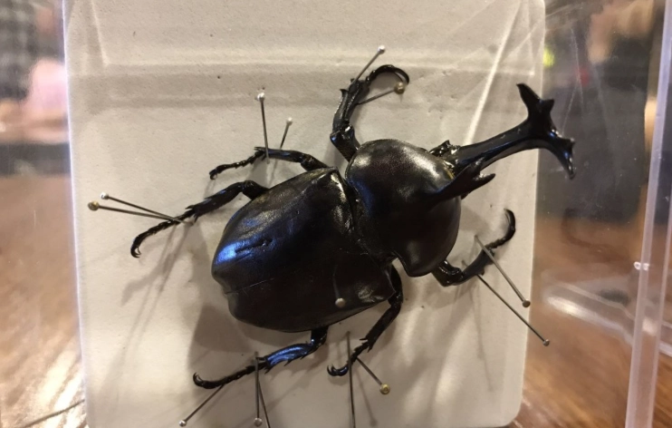 獨角仙標本保存