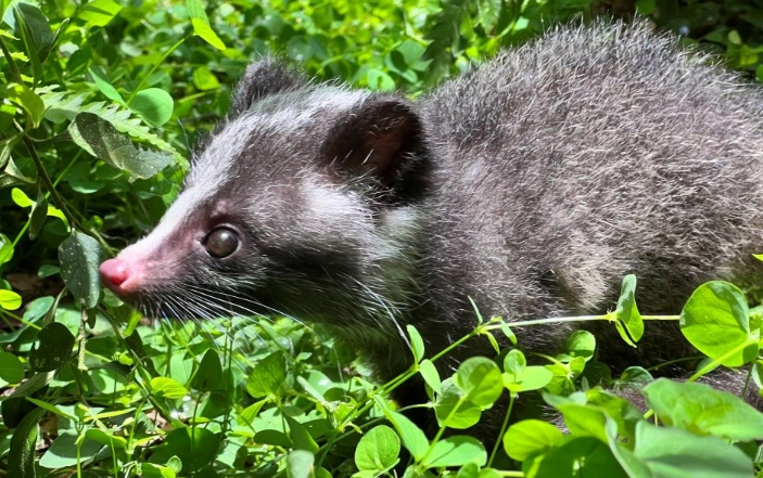 白鼻心飼養 白鼻心飼養