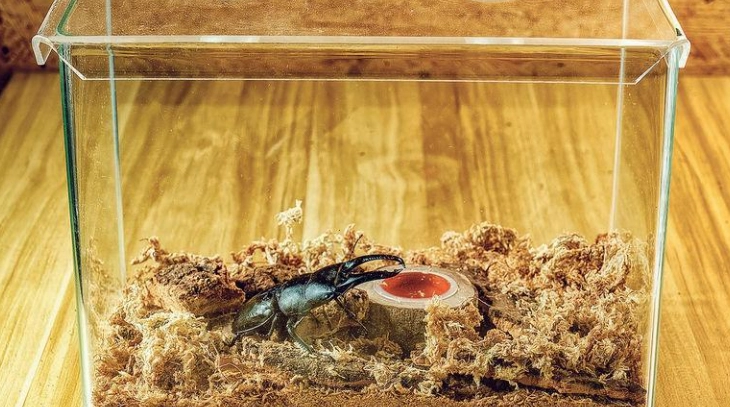 鍬形蟲幼蟲照顧