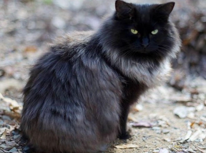 黑色英國長毛貓 黑色英國長毛貓