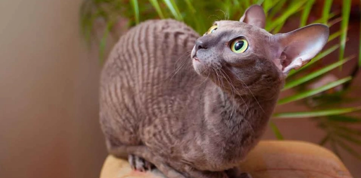 柯尼斯捲毛貓 性格