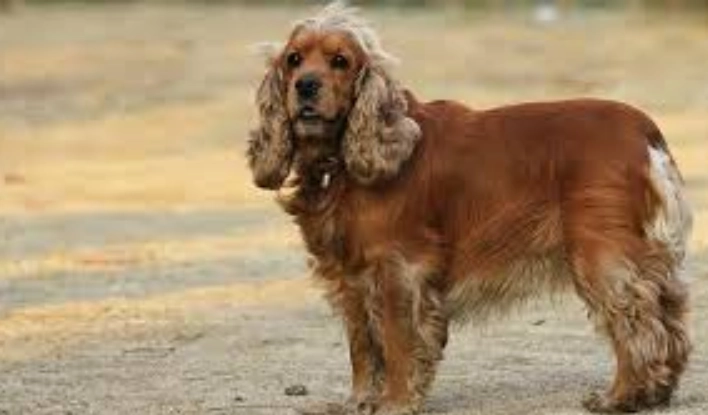 可卡布訓練技巧 可卡布訓練技巧