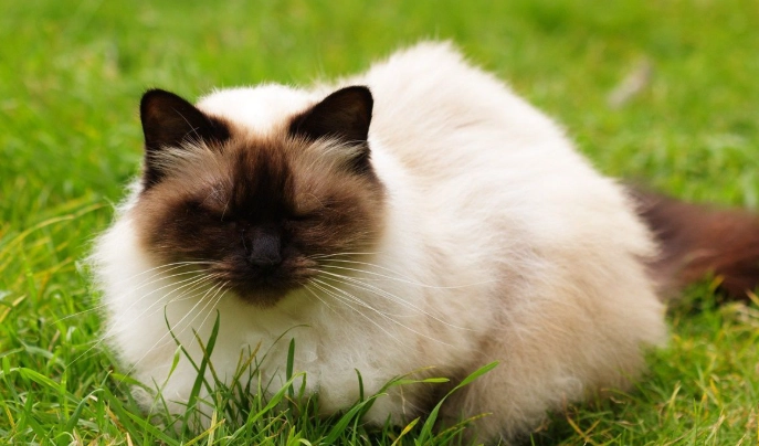 喜馬拉雅貓性格 喜馬拉雅貓性格