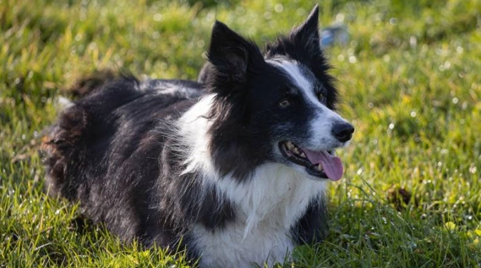 邊境牧羊犬飼養 邊境牧羊犬飼養