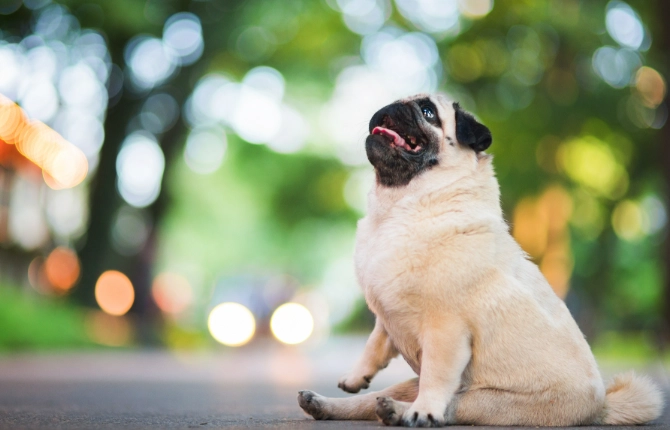 老年狗後腳無力