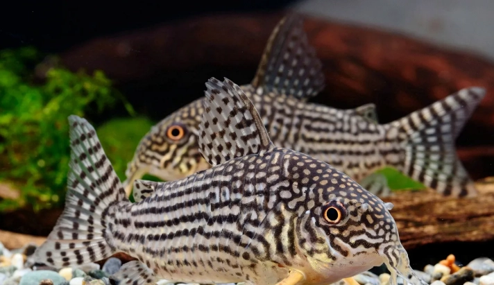 延長珍珠鼠魚壽命