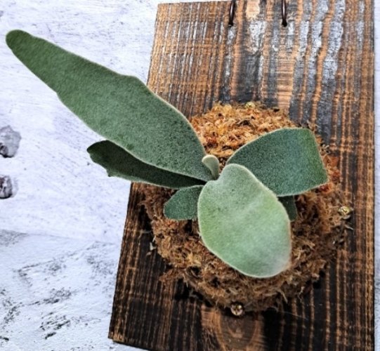 鹿角蕨 品種介紹 鹿角蕨 品種介紹