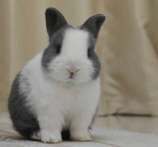 道奇兔購買指南 道奇兔購買指南