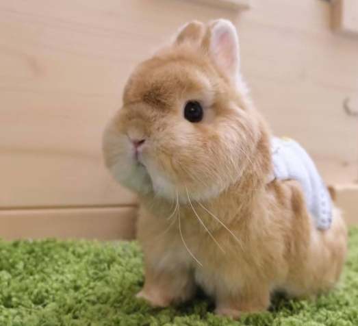 侏儒兔活多久？