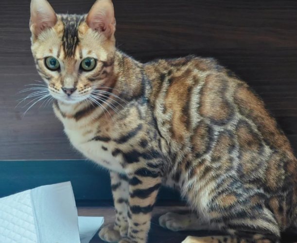 孟加拉豹貓體重