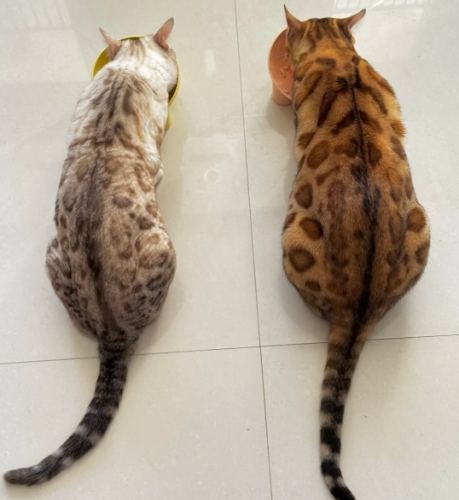 豹貓體重標準 豹貓體重標準