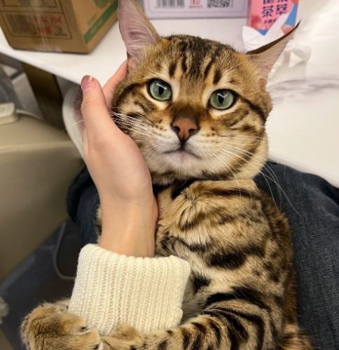 孟加拉貓 孟加拉貓