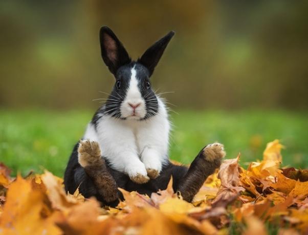 兔子陪伴需求 兔子陪伴需求