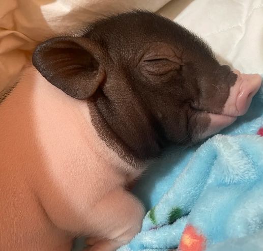 麝香豬飼養 麝香豬飼養