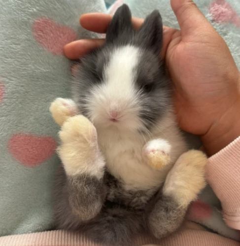 道奇兔飼養 道奇兔飼養