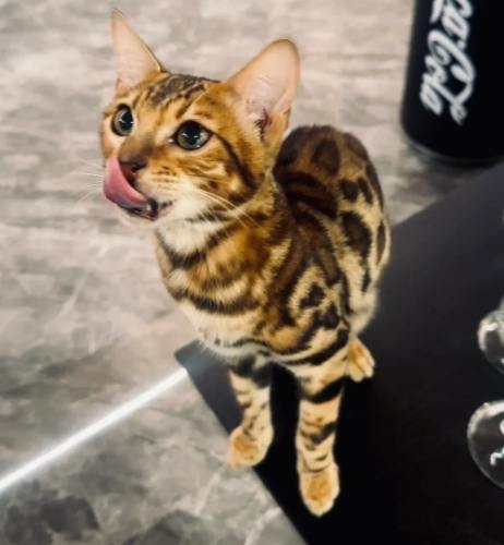 豹貓不好處 豹貓不好處