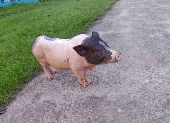 迷你麝香豬飼養 迷你麝香豬飼養